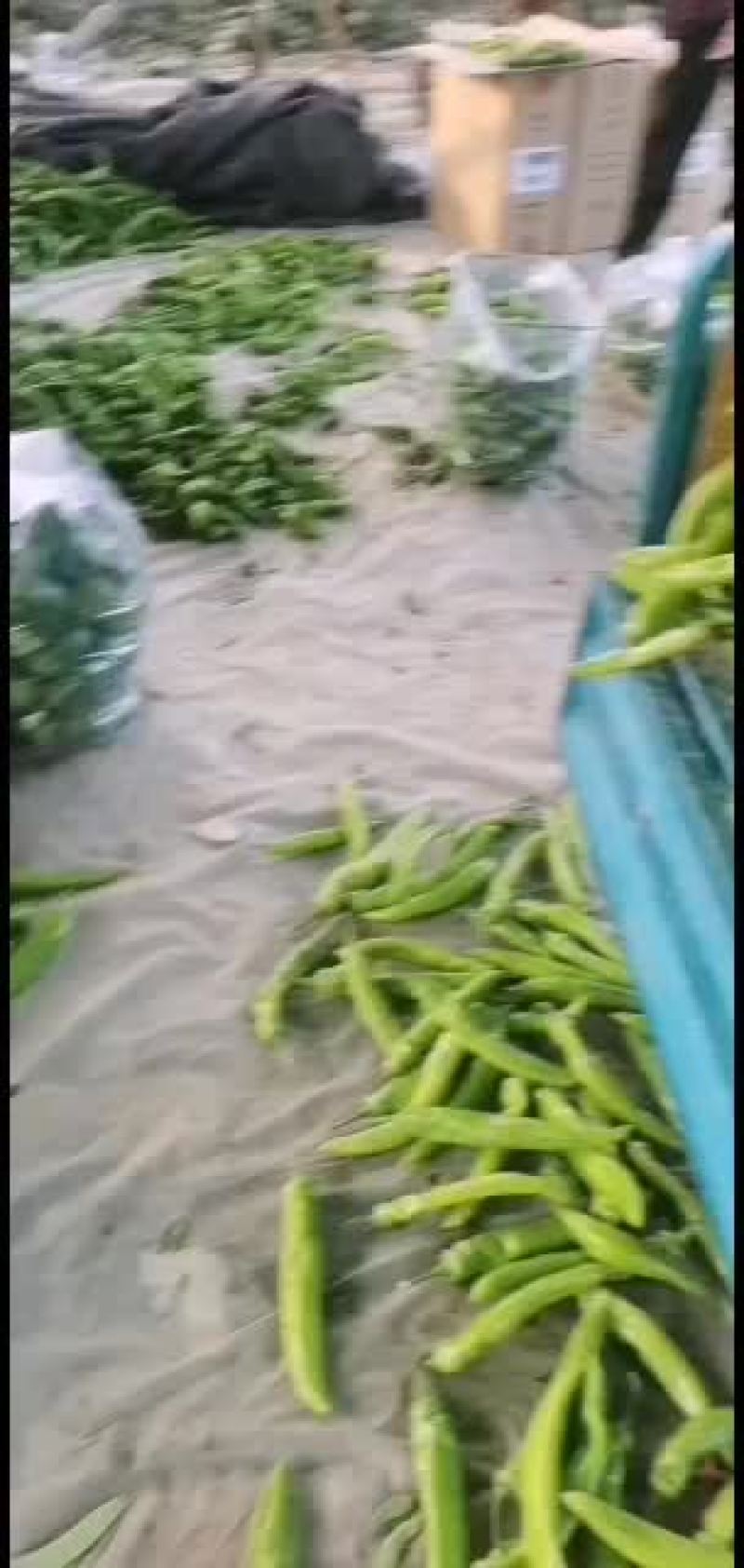 精品尖椒，黄皮尖椒，量大质优，货源充足，精品包装