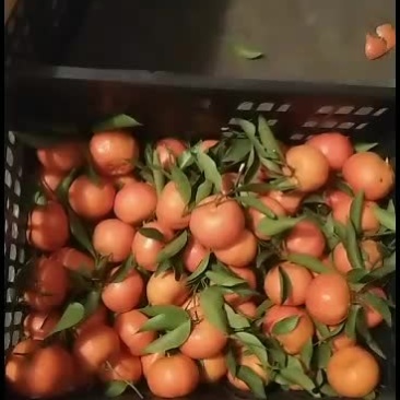 重庆市万州太龙镇，万州红橘