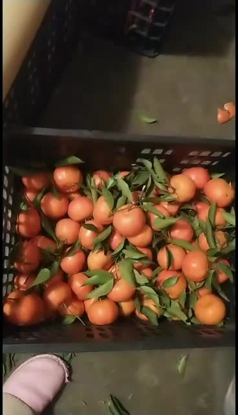 重庆市万州太龙镇，万州红橘