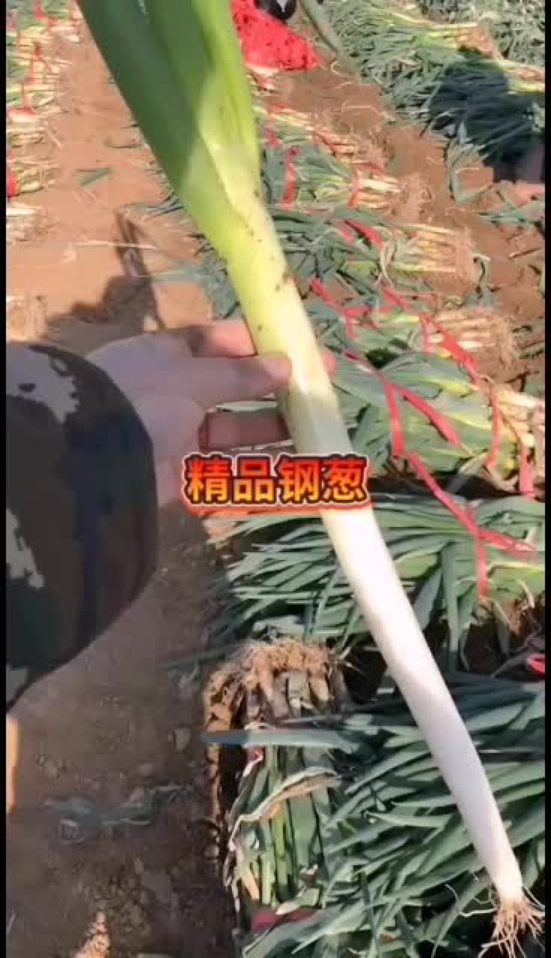 日本钢葱精品钢葱毛葱基地货源