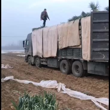 日本钢葱精品钢葱毛葱基地货源