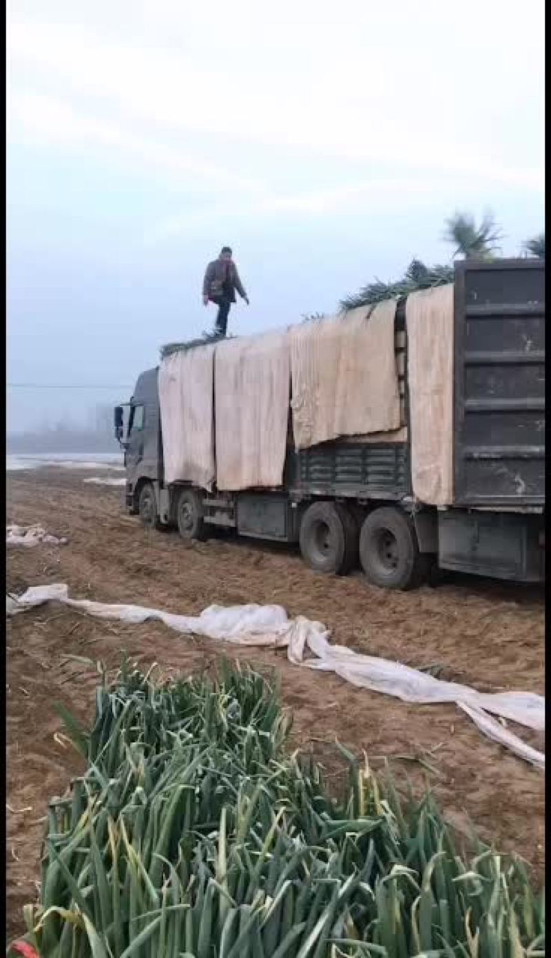 日本钢葱精品钢葱毛葱基地货源