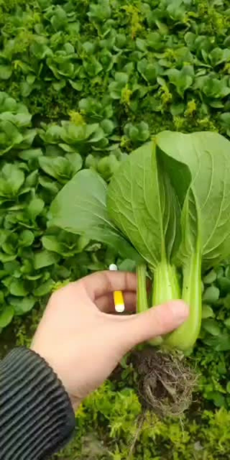 上海青各类蔬菜代收