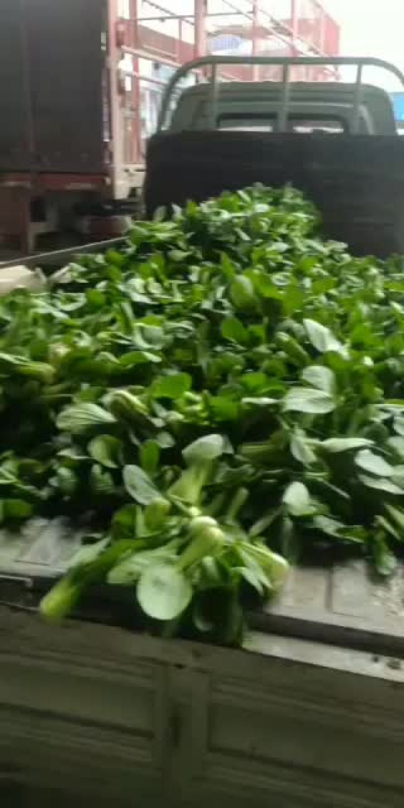 上海青各类蔬菜代收