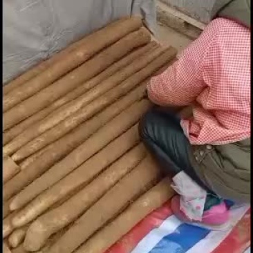 九斤黄山药，大量走货