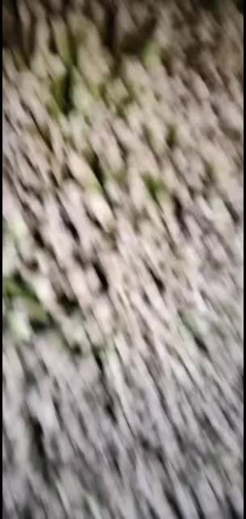 精品韭菜便宜了，需要了联系