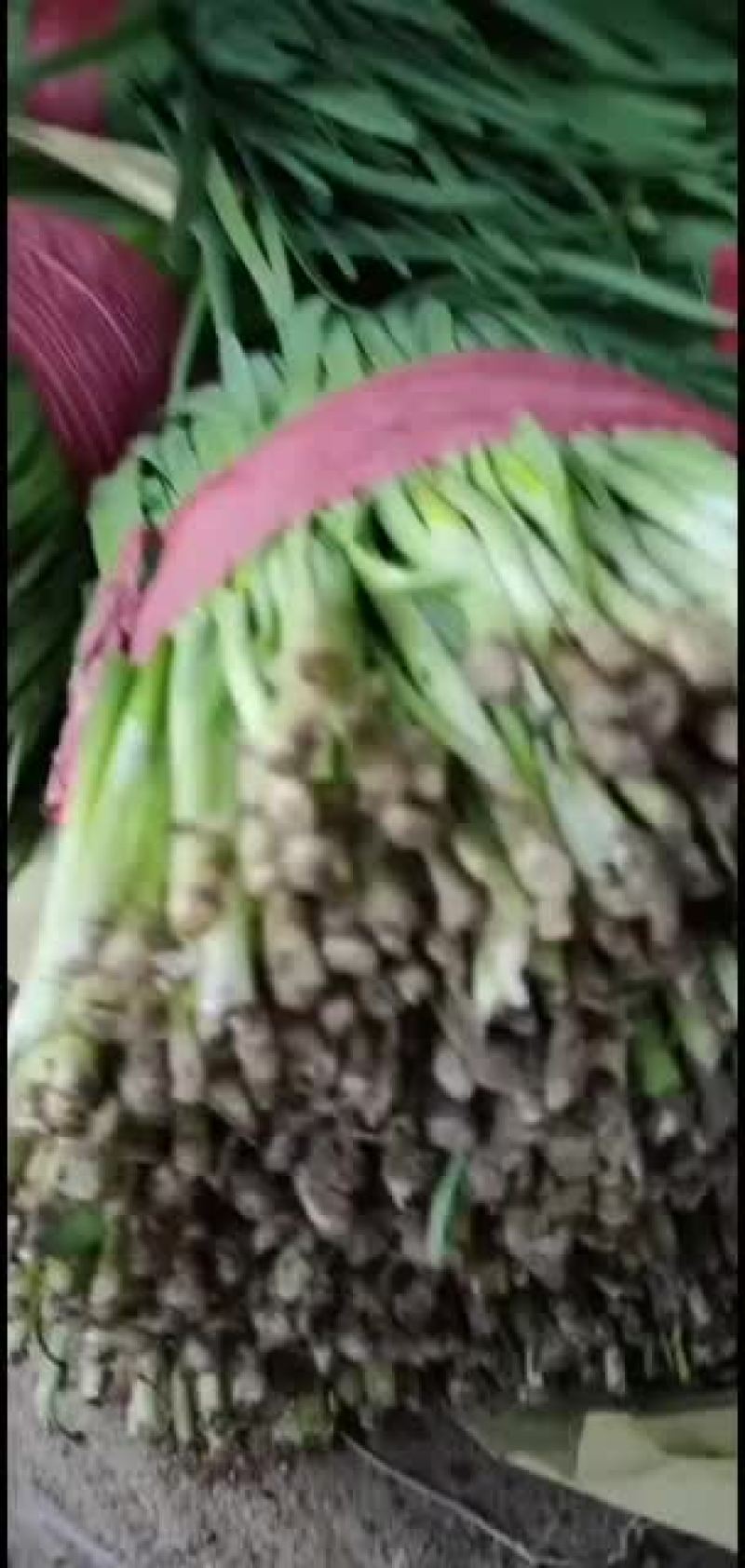 精品韭菜便宜了，需要了联系