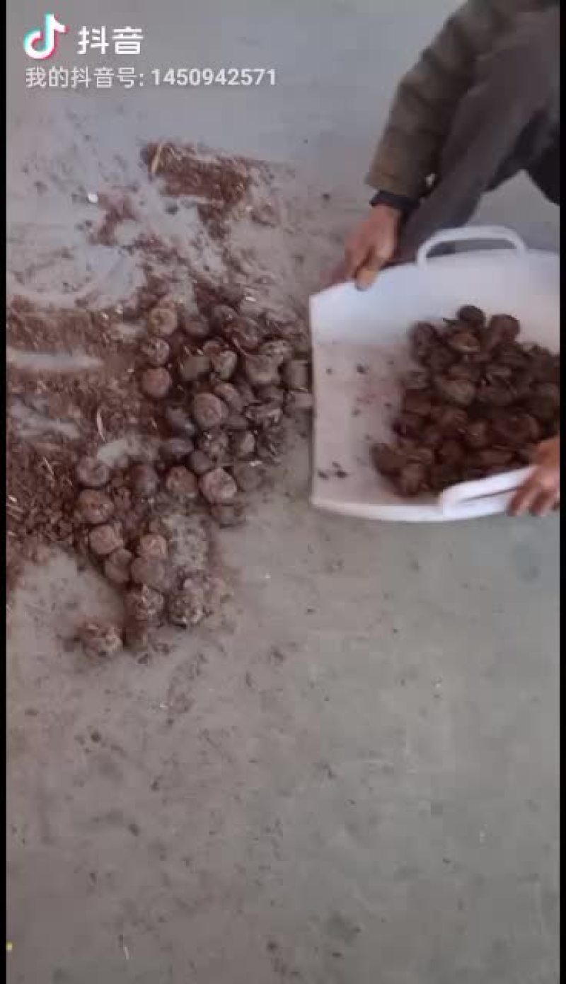 云南大马蹄果很甜了大量上市了