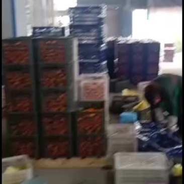 本人专业代办的砂糖橘