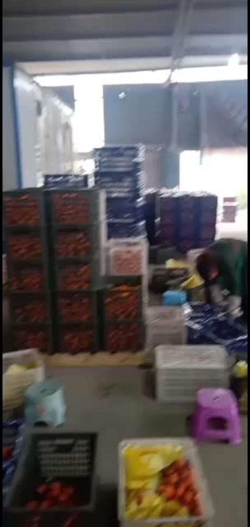 本人专业代办的砂糖橘