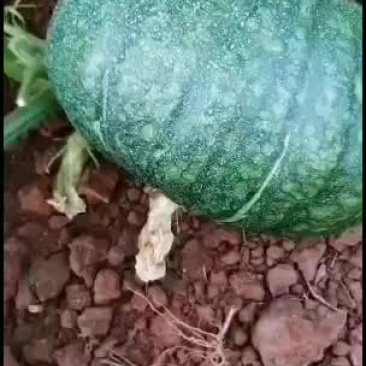 板栗南瓜~广东反季节蔬菜