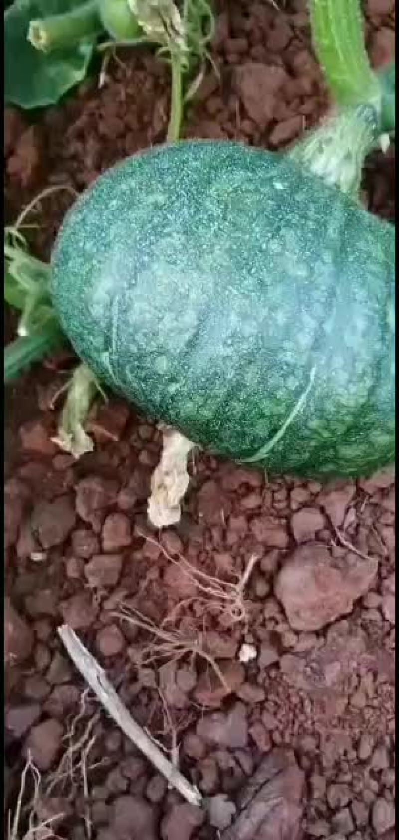 板栗南瓜~广东反季节蔬菜