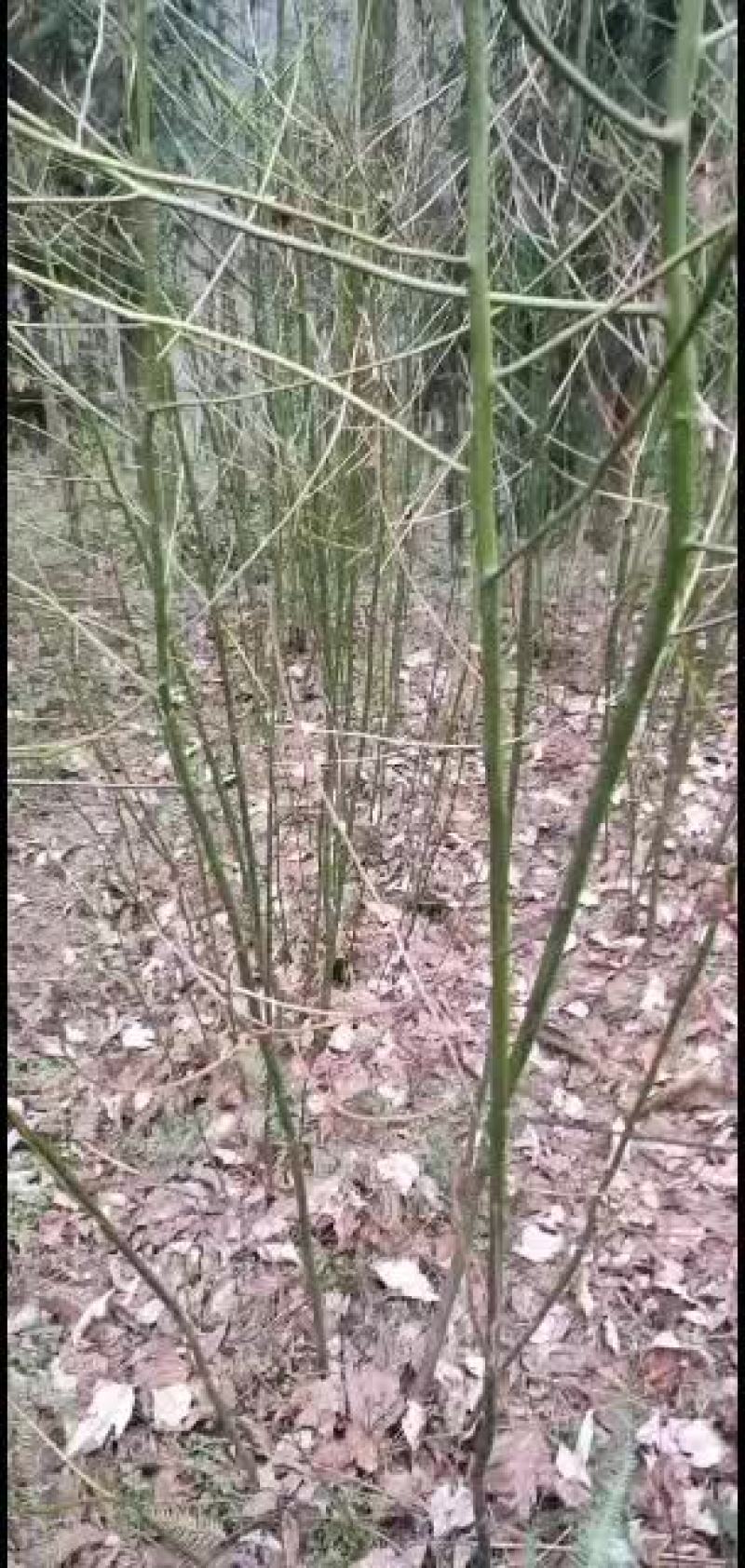 岀售檫木小苗，数量20万左右。