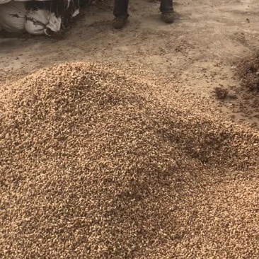 常年供应苍耳籽，个种规格