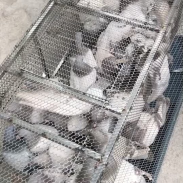 本地鸽子.优惠批发.有质量保证。