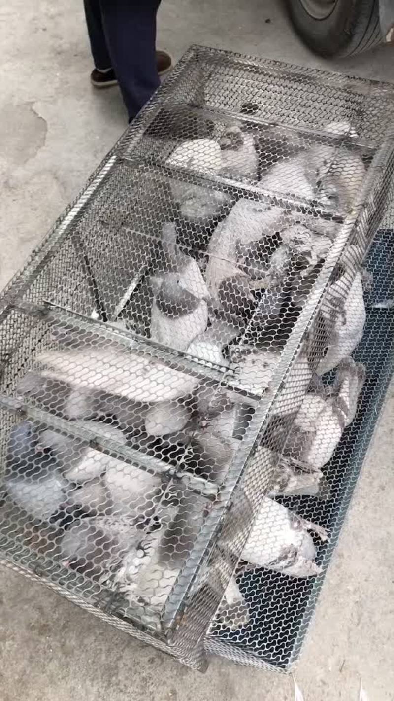 本地鸽子.优惠批发.有质量保证。