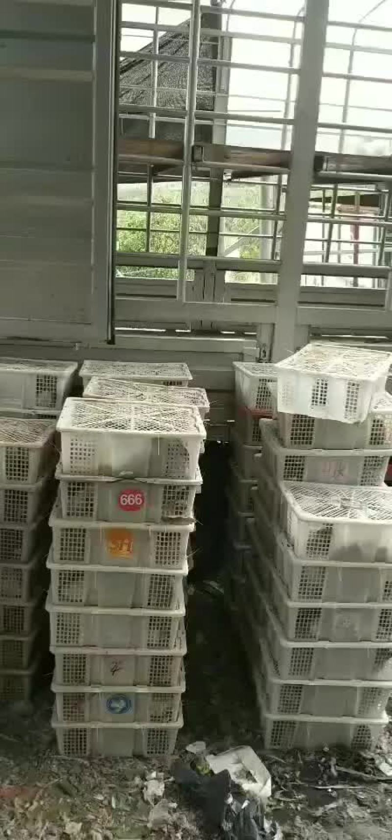 本地鸽子.优惠批发.有质量保证。