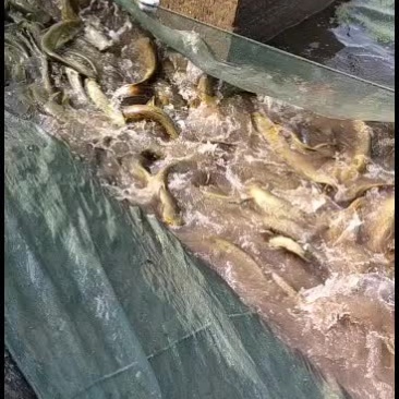 大口鲢鱼基地价销售批发