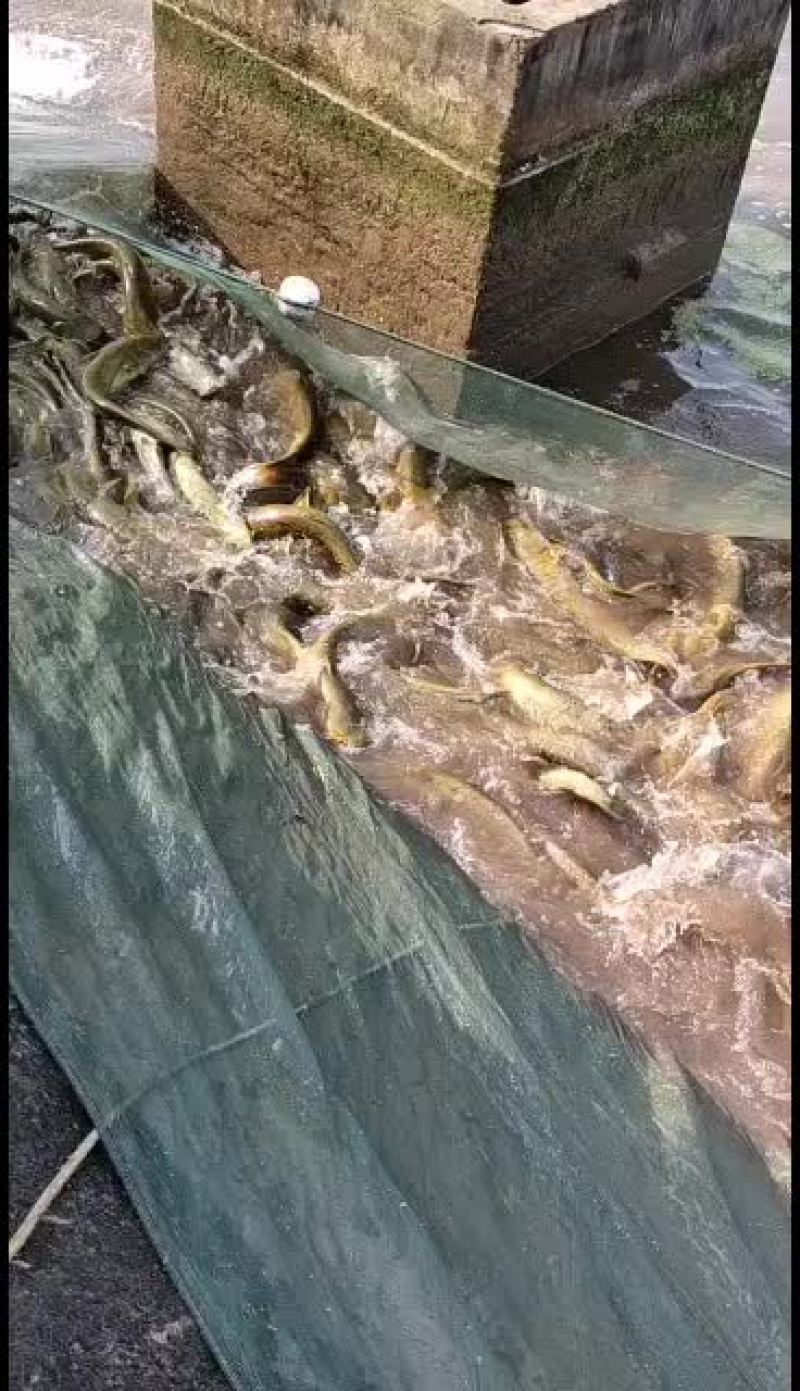 大口鲢鱼基地价销售批发