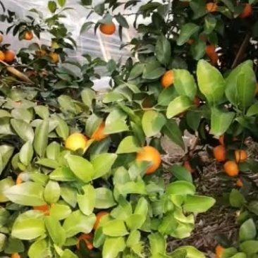 沙糖桔广西梧州蒙山基地
