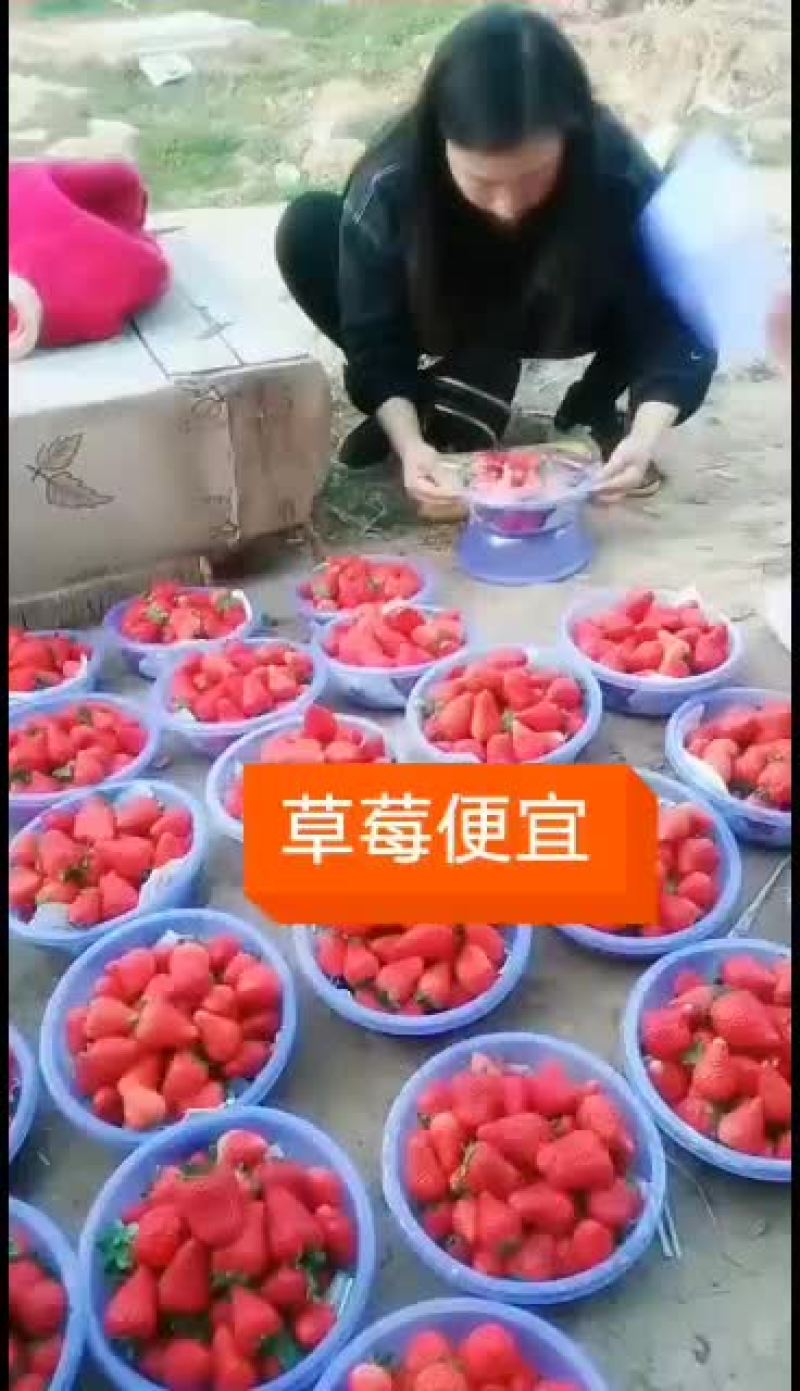 欢迎客户来采购草莓基地