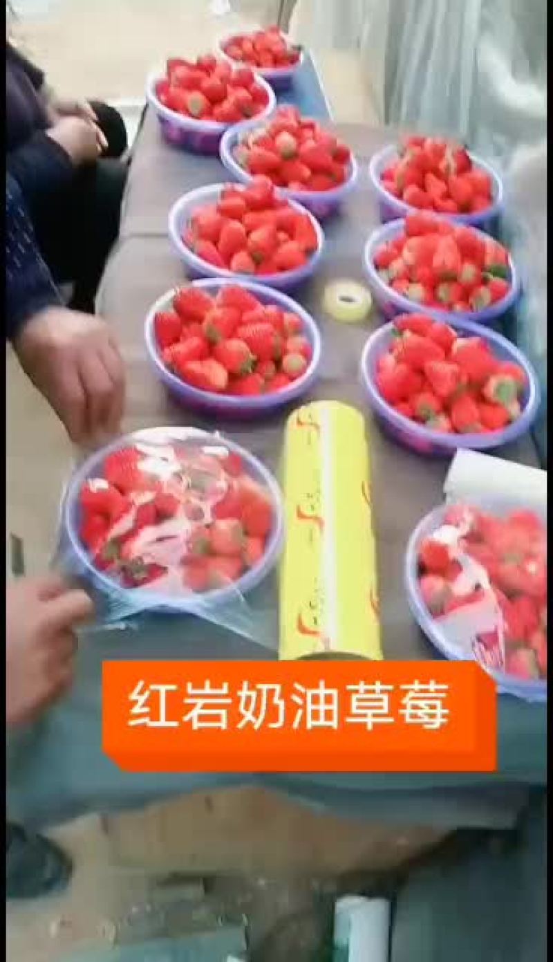 欢迎客户来采购草莓基地
