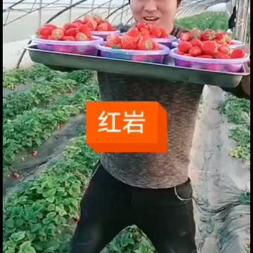 欢迎客户来采购草莓基地