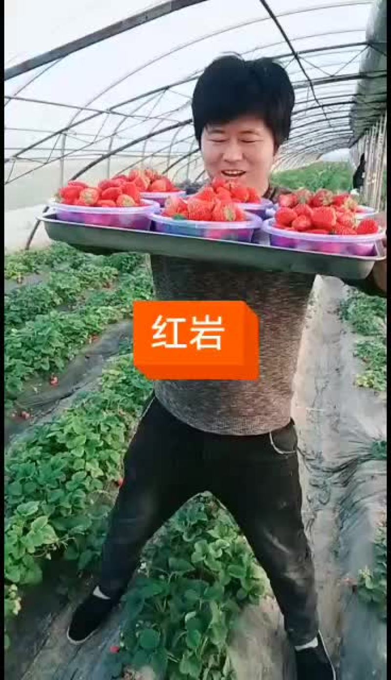 欢迎客户来采购草莓基地