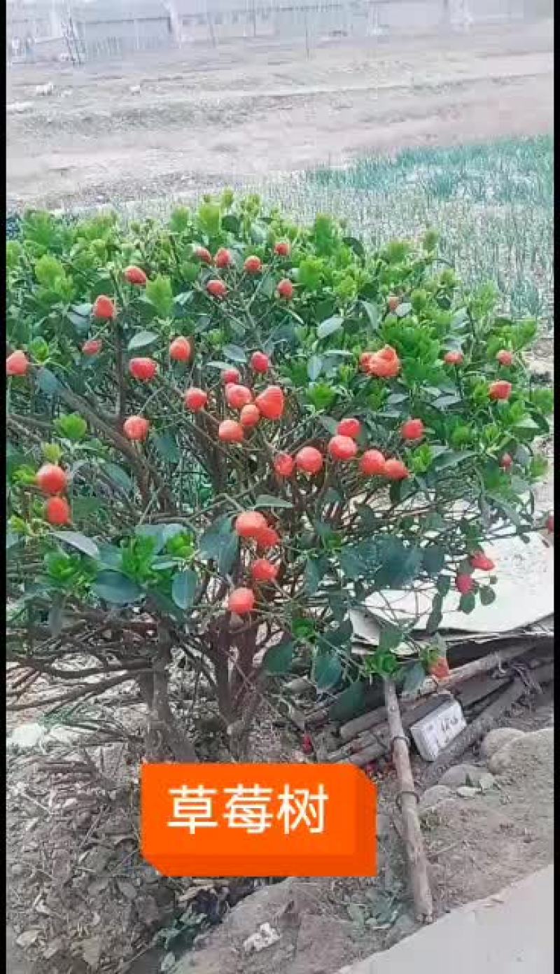 欢迎客户来采购草莓基地