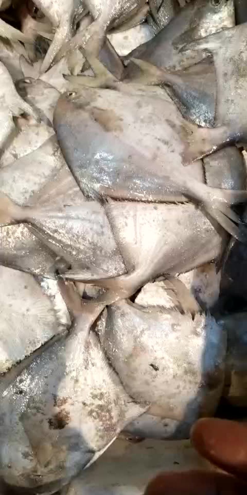 江苏连云港批发鲳鱼银鲳鱼批发供应