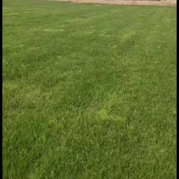 优质精品果岭草大量出货中