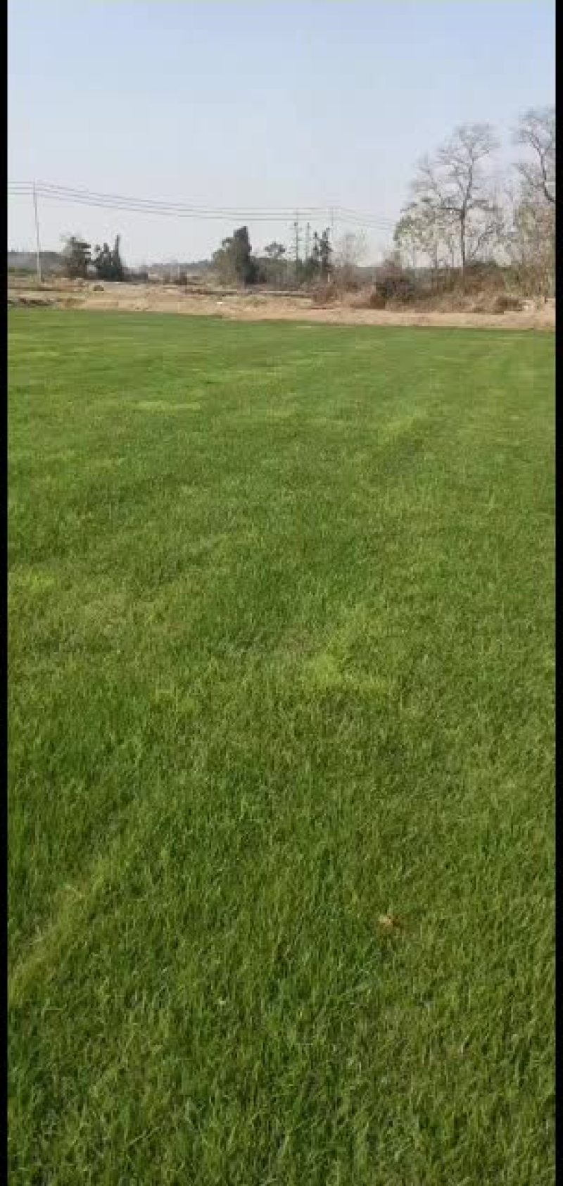 优质精品果岭草大量出货中