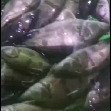 【鳜鱼苗】鳜鱼苗桂花鱼苗基地现货供应送货上门服务至上！