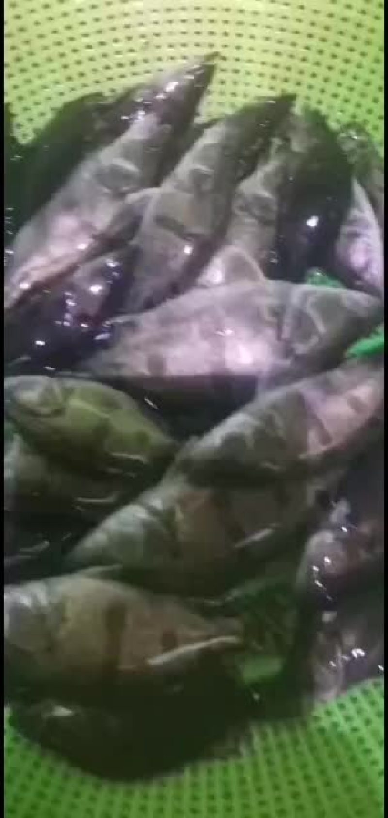 【鳜鱼苗】鳜鱼苗桂花鱼苗基地现货供应送货上门服务至上！