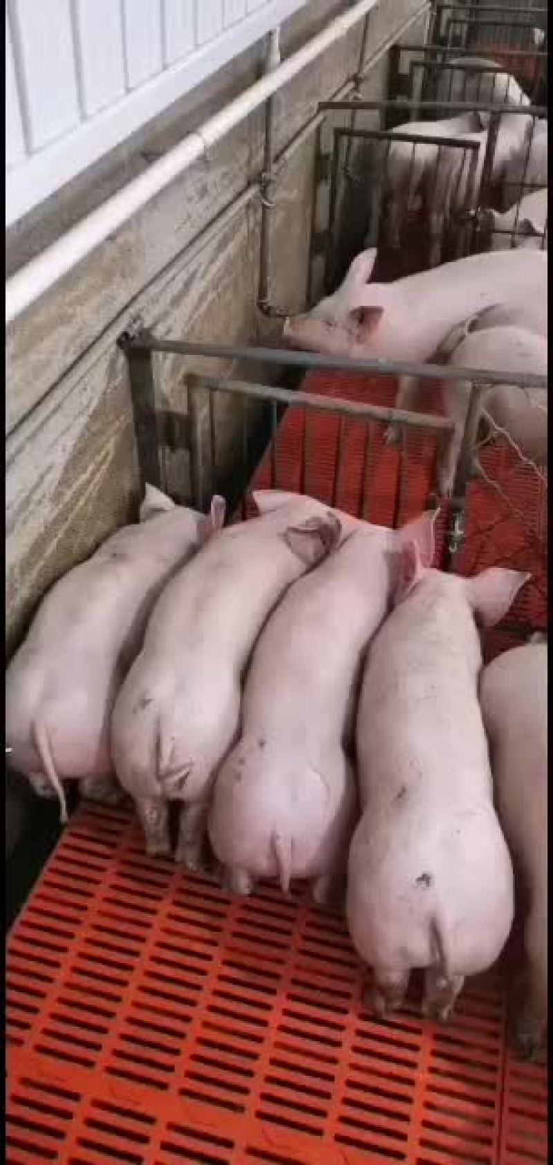 猪场直供品种齐全保证健康价格会理手续齐全，质量好。