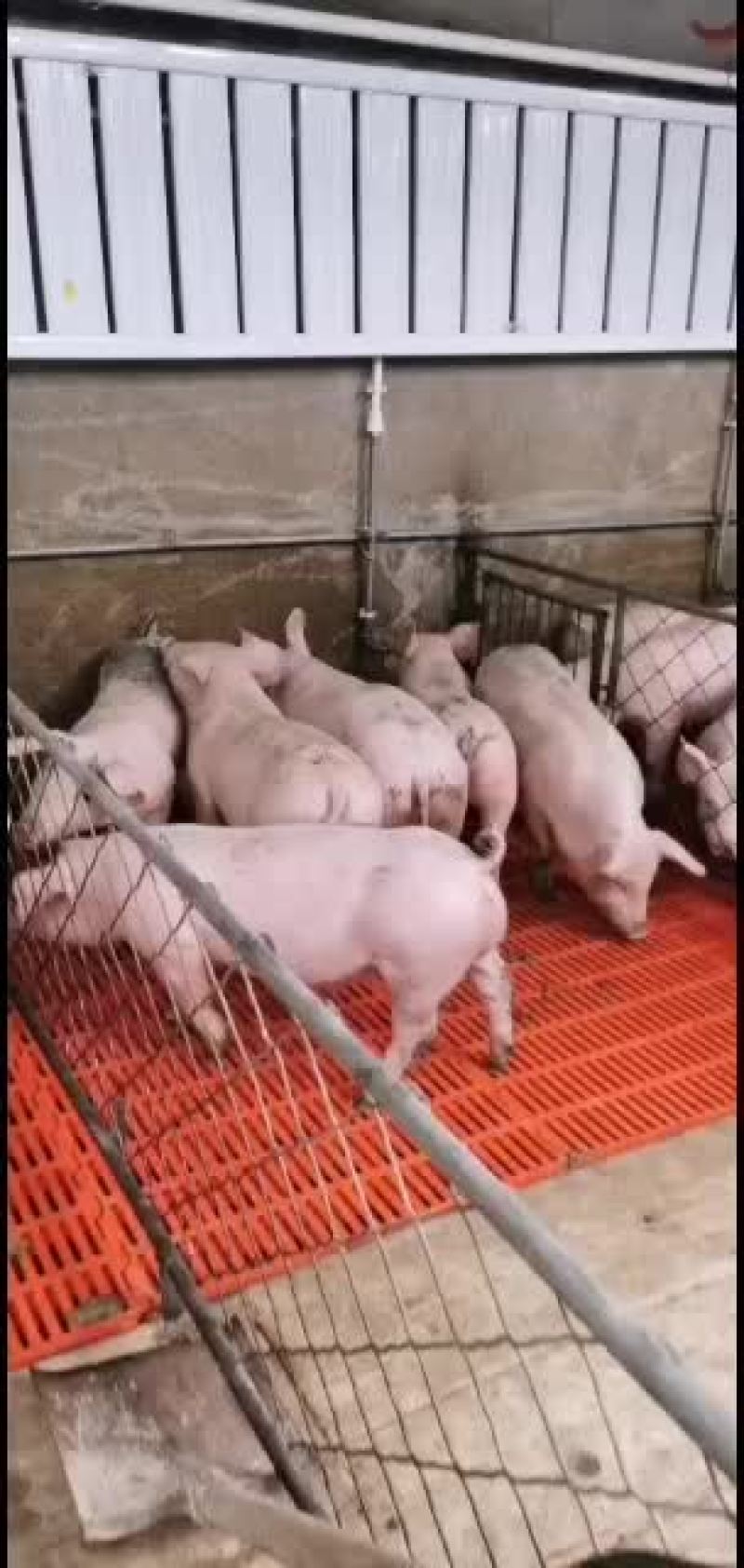 猪场直供品种齐全保证健康价格会理手续齐全，质量好。