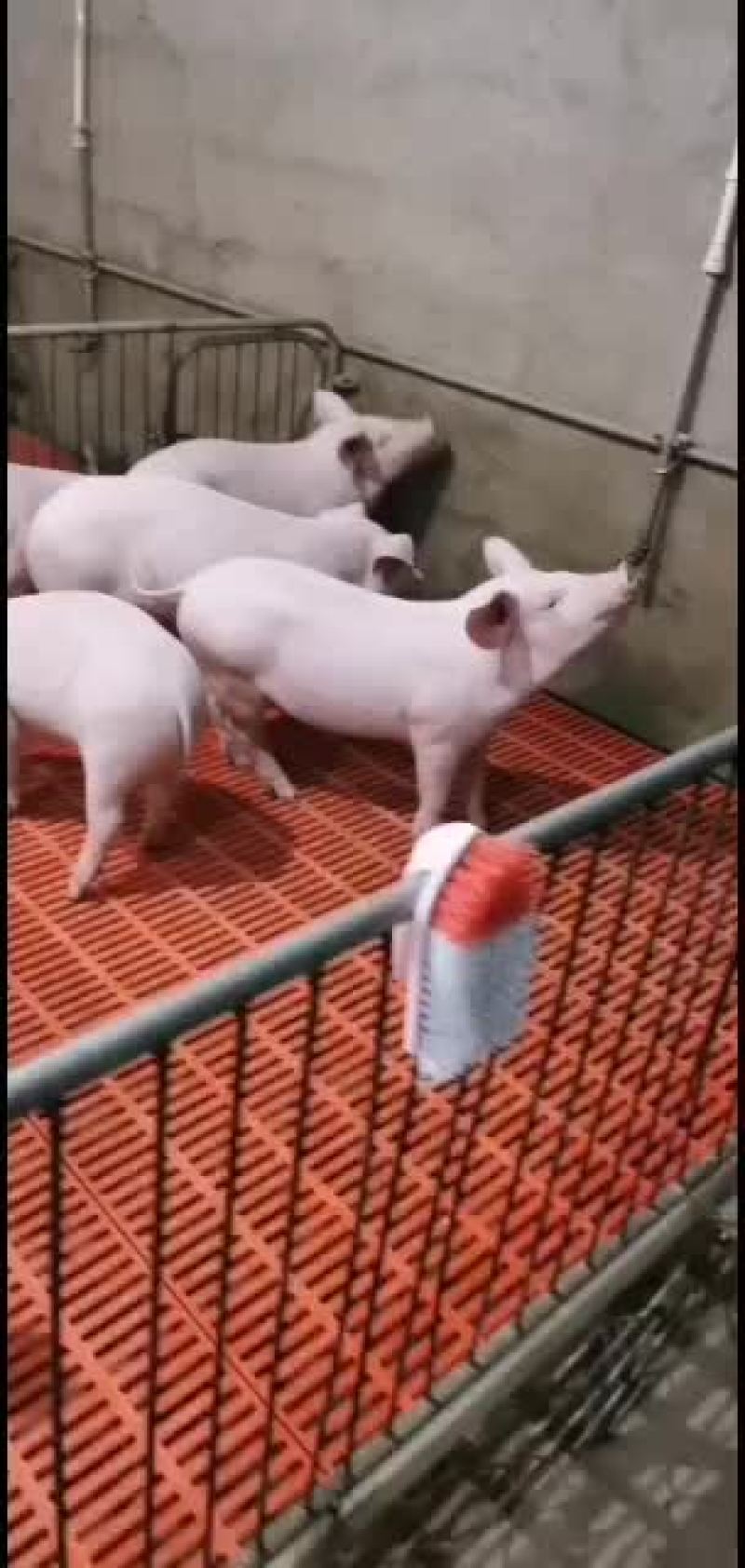 猪场直供品种齐全保证健康价格会理手续齐全，质量好。