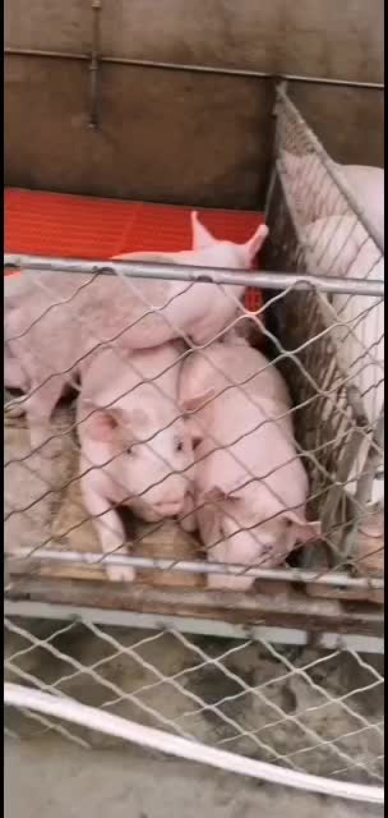 猪场直供品种齐全保证健康价格会理手续齐全，质量好。