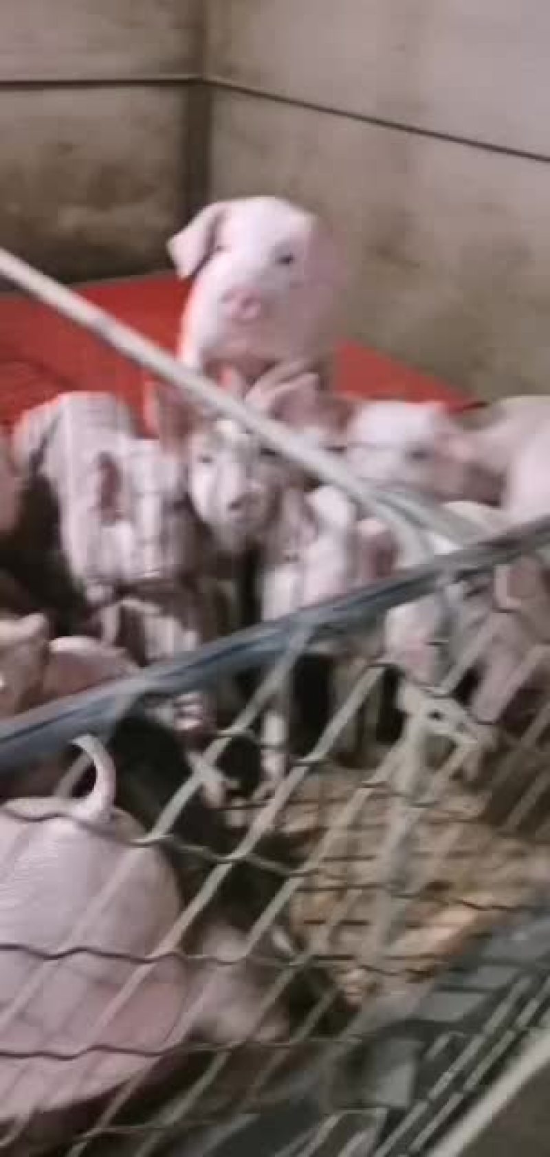 猪场直供品种齐全保证健康价格会理手续齐全，质量好。