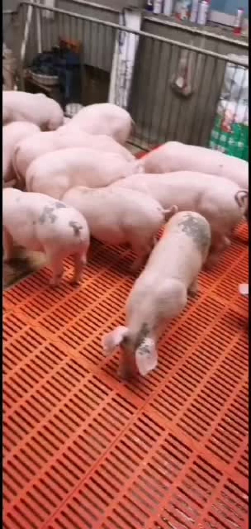 猪场直供品种齐全保证健康价格会理手续齐全，质量好。