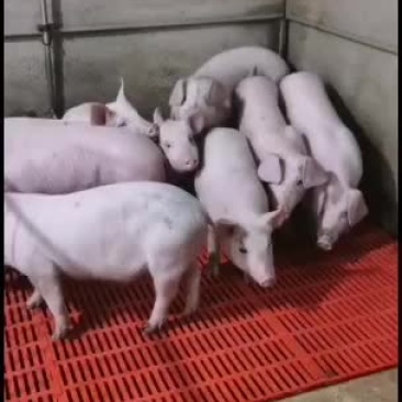 猪场直供品种齐全保证健康价格会理手续齐全，质量好。
