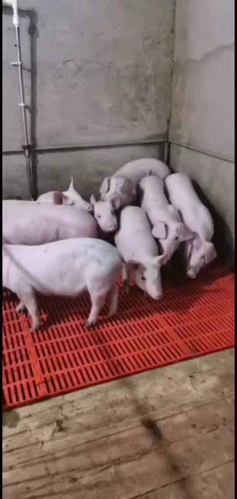 猪场直供品种齐全保证健康价格会理手续齐全，质量好。