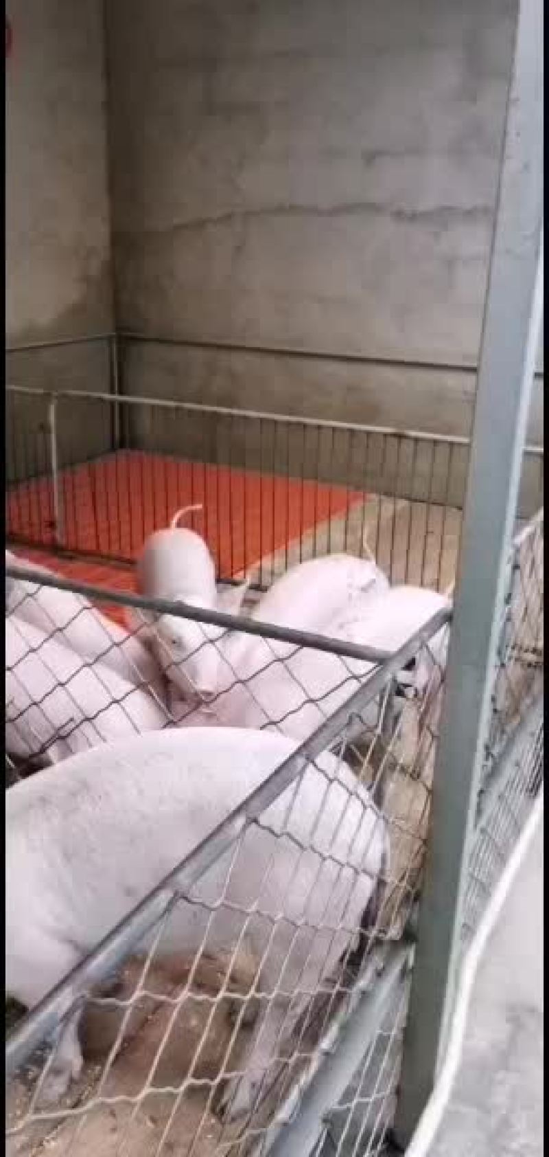 猪场直供品种齐全保证健康价格会理手续齐全，质量好。