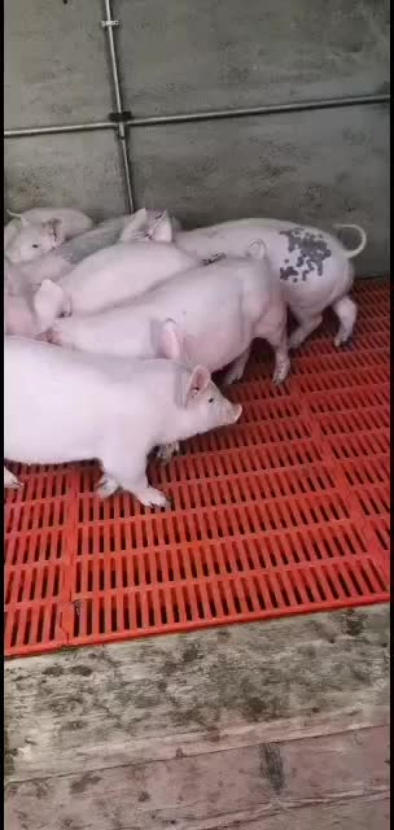 猪场直供品种齐全保证健康价格会理手续齐全，质量好。
