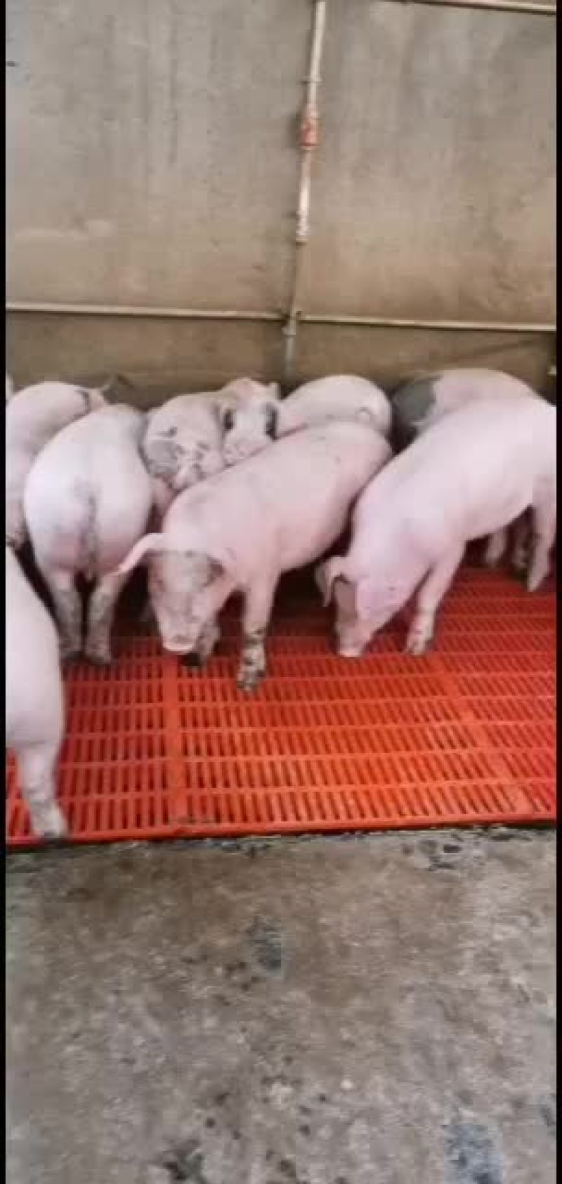 猪场直供品种齐全保证健康价格会理手续齐全，质量好。