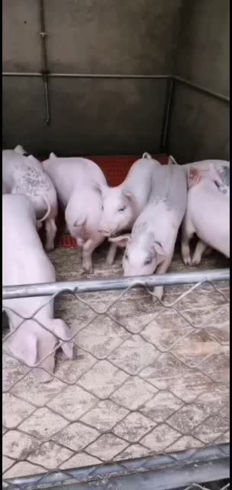 猪场直供品种齐全保证健康价格会理手续齐全，质量好。