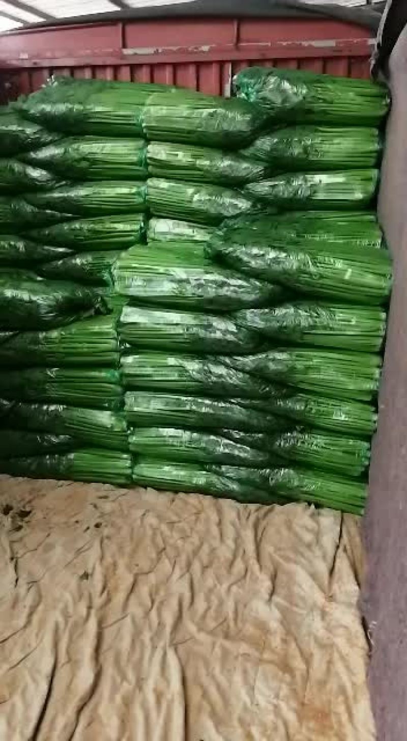 西芹优质，75公分左右