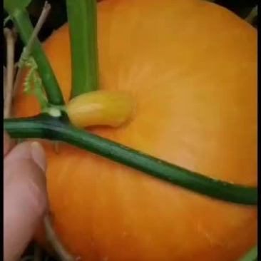 小金贝贝瓜~广东反季节蔬菜
