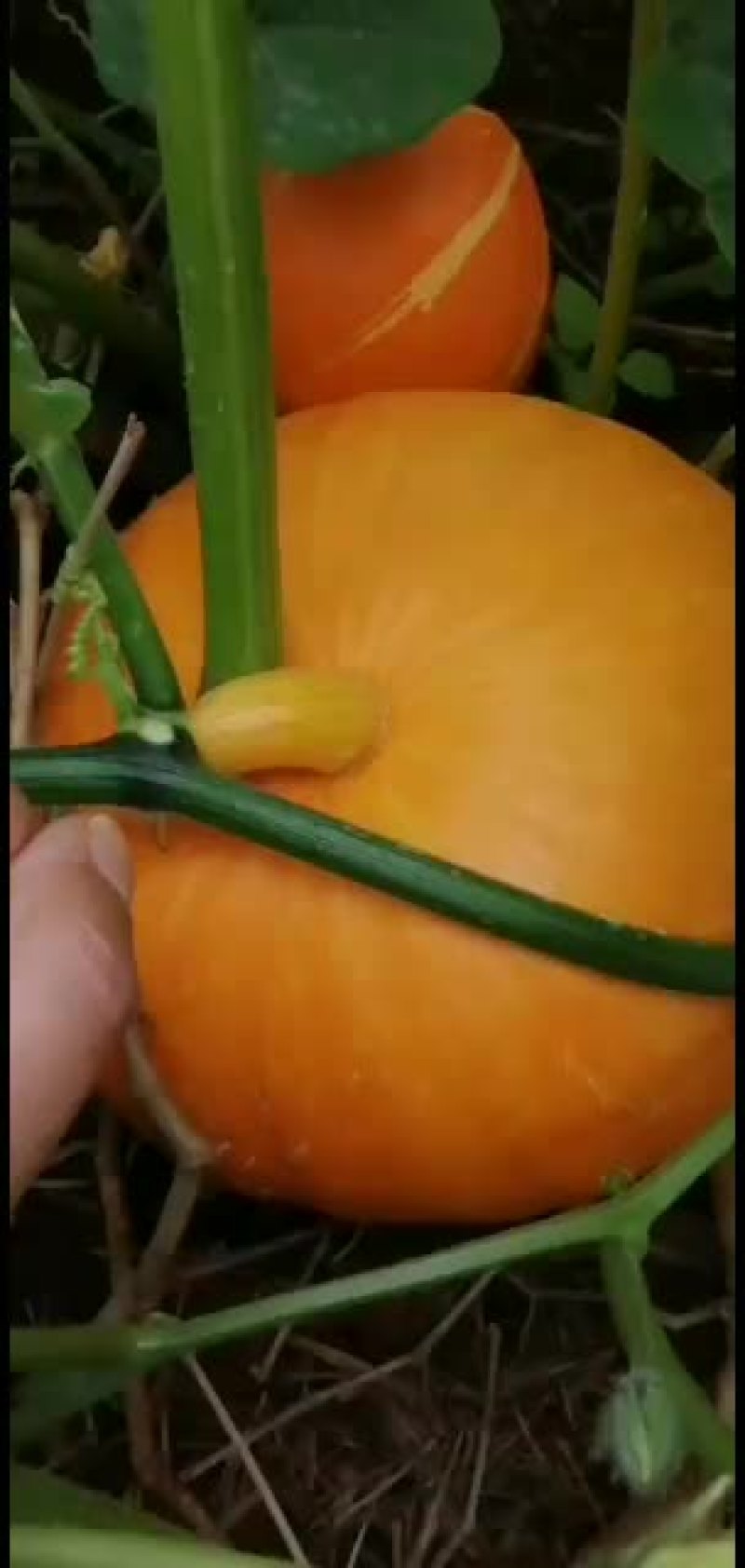小金贝贝瓜~广东反季节蔬菜