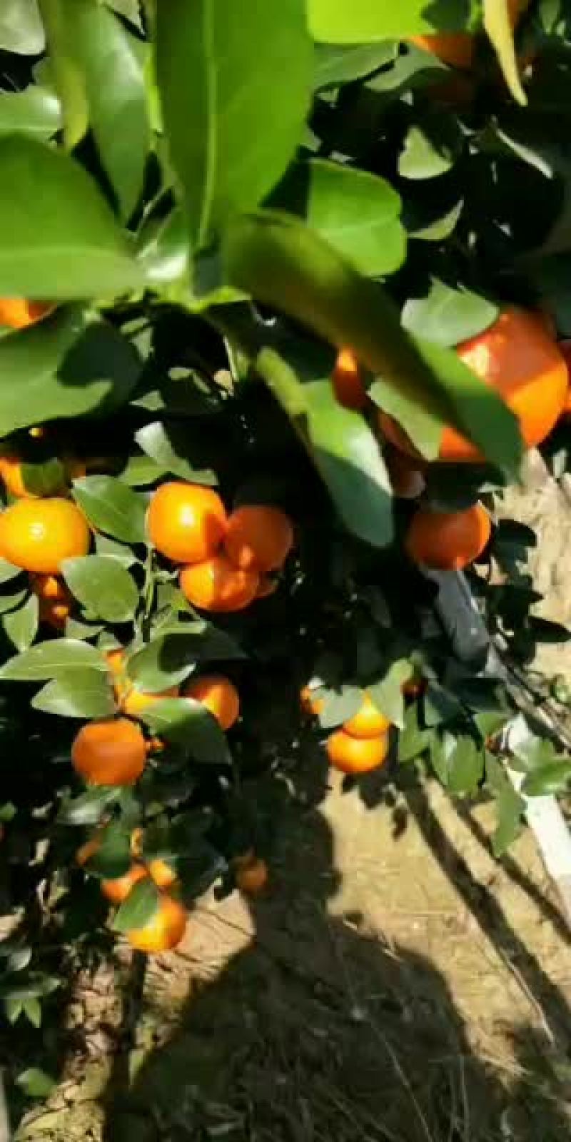 云南德宏沙糖橘大量上市了喜欢的老板欢迎骚扰
